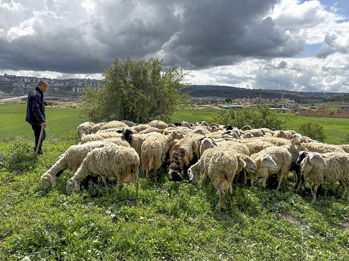Israel – En helig rot